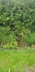 Equisetum telmateia