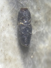Sitophilus
