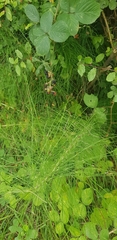 Equisetum telmateia