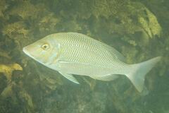Lethrinus nebulosus