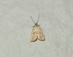 Hypenodes fractilinea