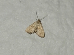 Hypenodes fractilinea