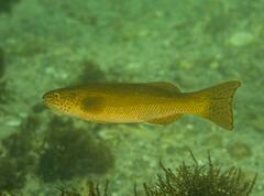 Olisthops cyanomelas