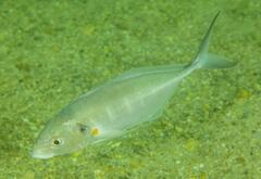 Pseudocaranx georgianus
