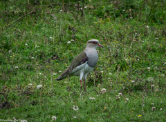 Vanellus resplendens