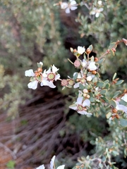 Leptospermum coriaceum