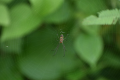 Leucauge