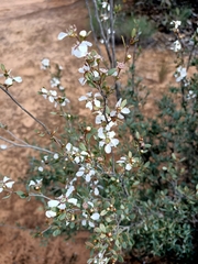 Leptospermum coriaceum