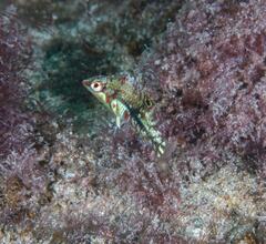 Halichoeres nebulosus