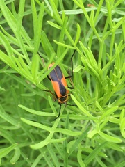 Chauliognathus limbicollis