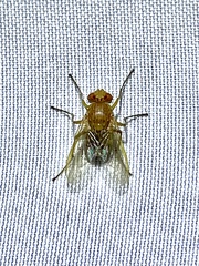Ormia