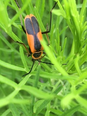 Chauliognathus limbicollis