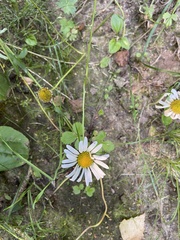Leucanthemum vulgare