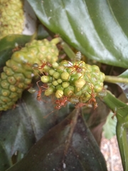 Oecophylla smaragdina