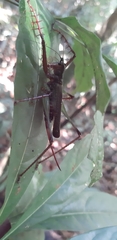 Venatorellus viridipedes