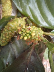 Oecophylla smaragdina