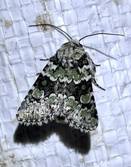 Lacinipolia