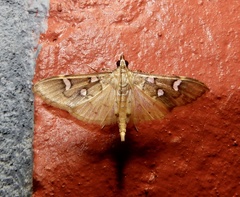 Cotachena pubescens