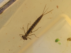 Austrolestes colensonis