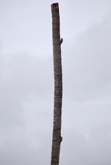 Psilopogon lineatus