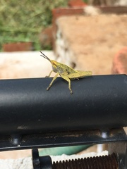 Sphenarium purpurascens