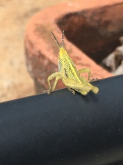 Sphenarium purpurascens