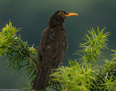 Turdus chiguanco