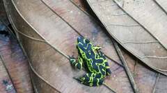 Atelopus