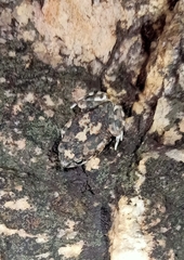 Duttaphrynus hololius