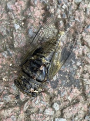 Cryptotympana atrata