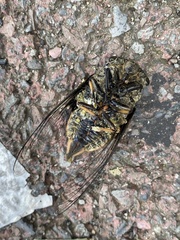 Cryptotympana atrata