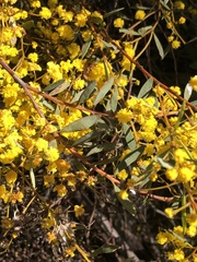 Acacia buxifolia