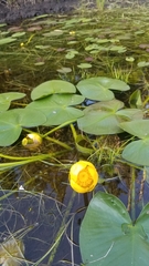 Nuphar polysepala