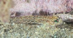 Istigobius hoesei