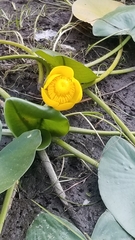 Nuphar polysepala