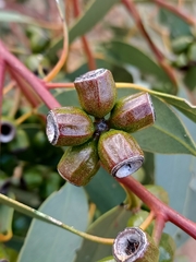 Eucalyptus incrassata