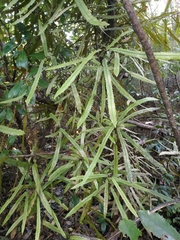 Knightia excelsa