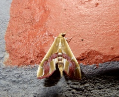 Agathodes ostentalis