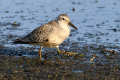 Calidris canutus