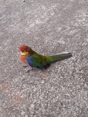 Platycercus icterotis