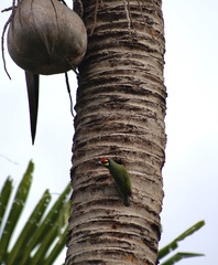 Psilopogon haemacephalus