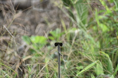 Erythrodiplax funerea