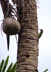 Psilopogon haemacephalus