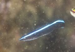 Labroides dimidiatus