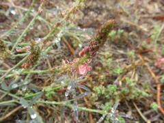 Indigofera psoraloides