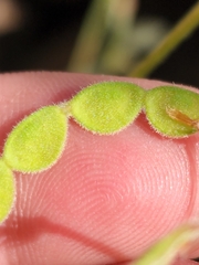 Desmodium grahamii