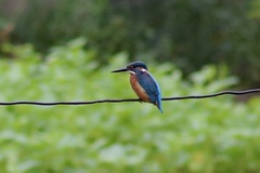Alcedo atthis