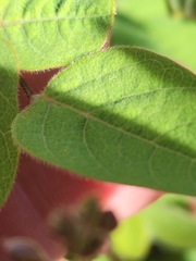 Desmodium grahamii