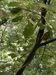 Actinidia arguta