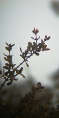 Ceanothus perplexans